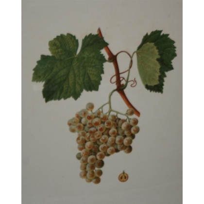 Engraving of ‘White Malvoisie’ grapes by Moinat SA – Antiques and decorative items – Engravings, lithographs
