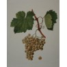 Engraving of ‘White Malvoisie’ grapes by Moinat SA – Antiques and decorative items – Engravings, lithographs