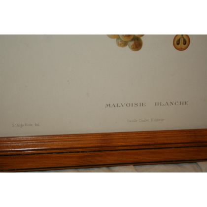 Engraving of ‘White Malvoisie’ grapes by Moinat SA – Antiques and decorative items – Engravings, lithographs