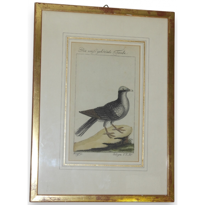 Engraving of a dove, ‘Die weiss gekrönte’, by Moinat SA – Antiques and decorative items – Engravings, lithographs
