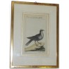 Engraving of a dove, ‘Die weiss gekrönte’, by Moinat SA – Antiques and decorative items – Engravings, lithographs