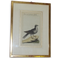 Gravure colombe "Die weiss gekrönte