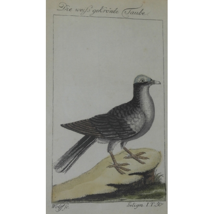 Engraving of a dove, ‘Die weiss gekrönte’, by Moinat SA – Antiques and decorative items – Engravings, lithographs