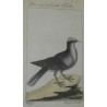 Engraving of a dove, ‘Die weiss gekrönte’, by Moinat SA – Antiques and decorative items – Engravings, lithographs