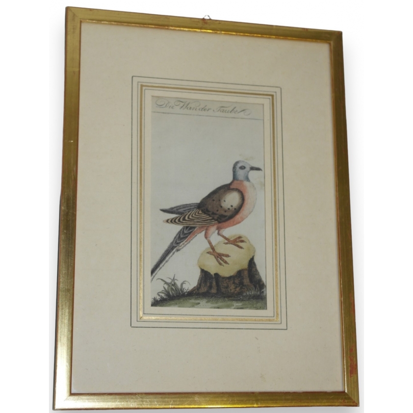 Gravure colombe "Die Wander Taube"  sur Moinat SA  - Antiquités décoration -  Gravures, Lithos