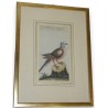 Gravure colombe "Die Wander Taube"  sur Moinat SA  - Antiquités décoration -  Gravures, Lithos