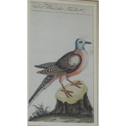 Gravure colombe "Die Wander Taube"  sur Moinat SA  - Antiquités décoration -  Gravures, Lithos