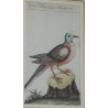 Gravure colombe "Die Wander Taube"  sur Moinat SA  - Antiquités décoration -  Gravures, Lithos