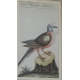 Gravure colombe "Die Wander Taube"