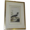 Gravure "Die graue Krebe"  sur Moinat SA  - Antiquités décoration -  Gravures, Lithos