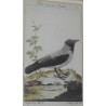 Gravure "Die graue Krebe"  sur Moinat SA  - Antiquités décoration -  Gravures, Lithos