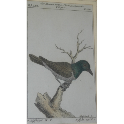 Gravure "Der Braunrothe Madagaskarische  sur Moinat SA  - Antiquités décoration -  Gravures, Lithos