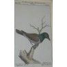 Gravure "Der Braunrothe Madagaskarische  sur Moinat SA  - Antiquités décoration -  Gravures, Lithos