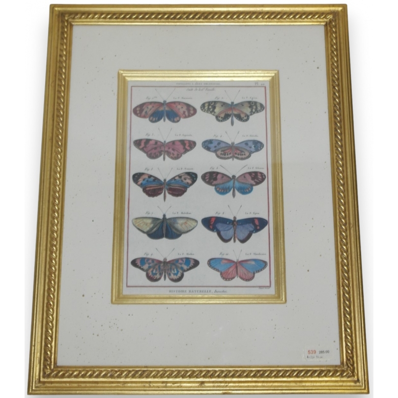 Engraving ‘Butterflies with Oblong Wings’ by Moinat SA – Antiques and decorative items – Engravings, lithographs