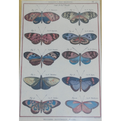 Engraving ‘Butterflies with Oblong Wings’ by Moinat SA – Antiques and decorative items – Engravings, lithographs