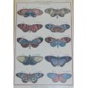 Engraving ‘Butterflies with Oblong Wings’ by Moinat SA – Antiques and decorative items – Engravings, lithographs