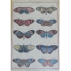 Gravure "Papillons à ailes oblongues"