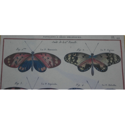 Engraving ‘Butterflies with Oblong Wings’ by Moinat SA – Antiques and decorative items – Engravings, lithographs