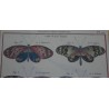 Engraving ‘Butterflies with Oblong Wings’ by Moinat SA – Antiques and decorative items – Engravings, lithographs