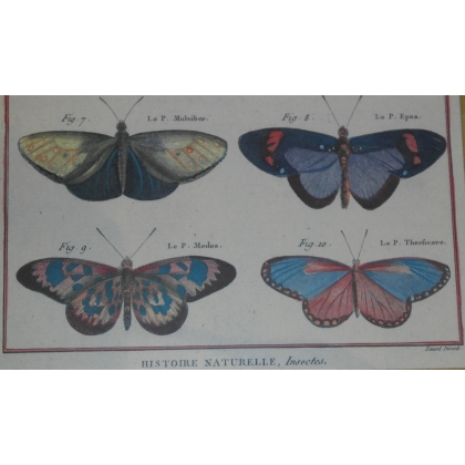Engraving ‘Butterflies with Oblong Wings’ by Moinat SA – Antiques and decorative items – Engravings, lithographs