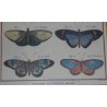 Engraving ‘Butterflies with Oblong Wings’ by Moinat SA – Antiques and decorative items – Engravings, lithographs
