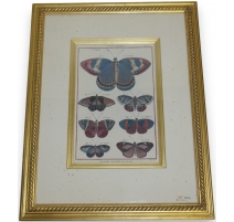 Gravure Papillons "Danaides bigarées"