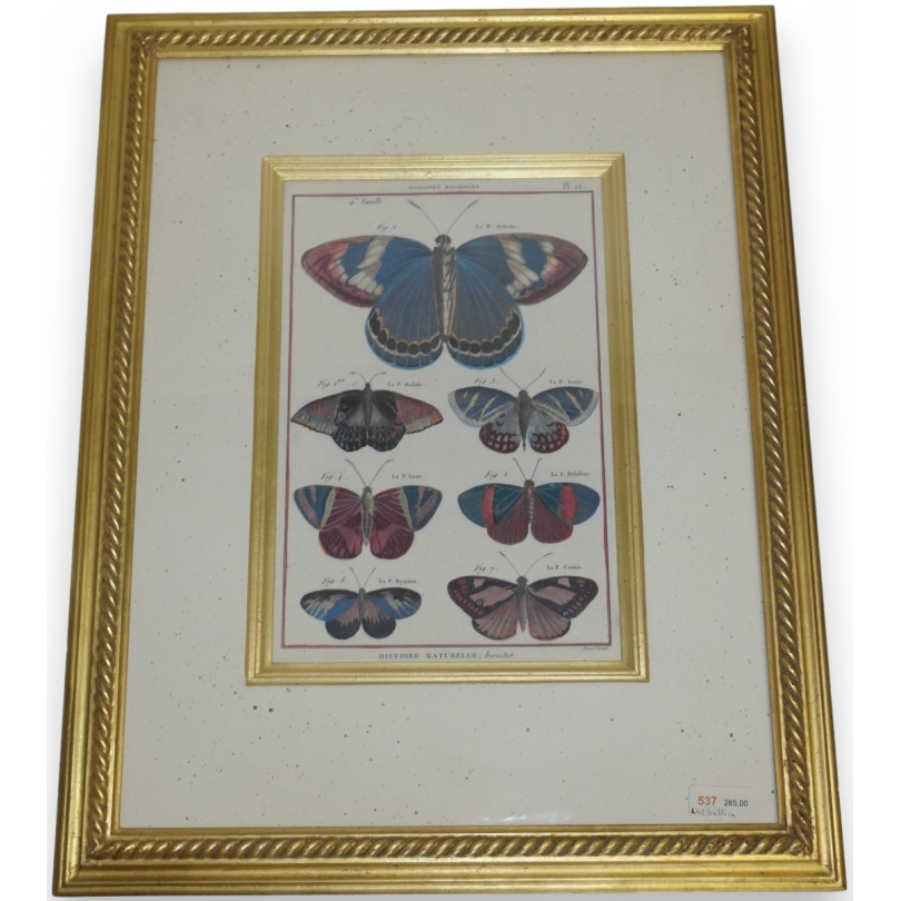 Gravure Papillons "Danaides bigarées"
