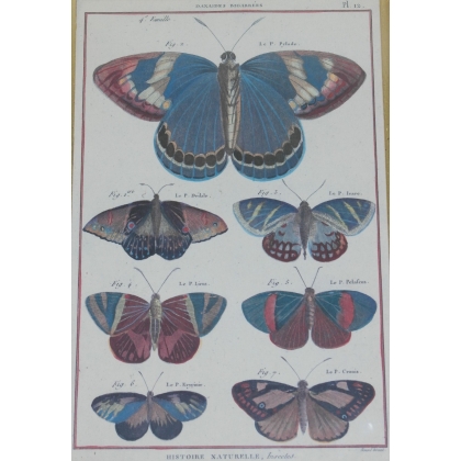Engraving of ‘Spotted Danaids’ butterflies by Moinat SA – Antiques and decorative items – Engravings, lithographs