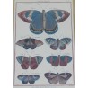 Engraving of ‘Spotted Danaids’ butterflies by Moinat SA – Antiques and decorative items – Engravings, lithographs