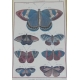Gravure Papillons "Danaides bigarées"