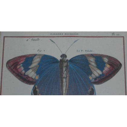 Engraving of ‘Spotted Danaids’ butterflies by Moinat SA – Antiques and decorative items – Engravings, lithographs