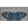 Engraving of ‘Spotted Danaids’ butterflies by Moinat SA – Antiques and decorative items – Engravings, lithographs