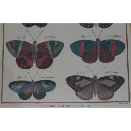 Engraving of ‘Spotted Danaids’ butterflies by Moinat SA – Antiques and decorative items – Engravings, lithographs
