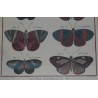 Engraving of ‘Spotted Danaids’ butterflies by Moinat SA – Antiques and decorative items – Engravings, lithographs