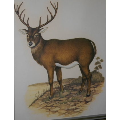 Coloured engraving ‘Deer’ by Moinat SA – Antiques and decorative items – Engravings, lithographs
