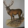 Coloured engraving ‘Deer’ by Moinat SA – Antiques and decorative items – Engravings, lithographs