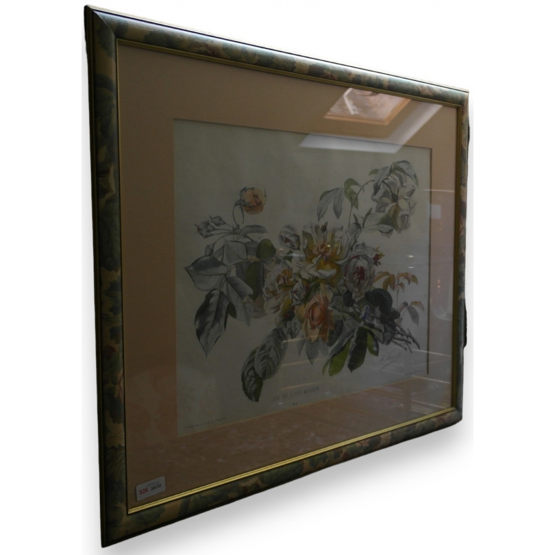 Gravure "Rose thé et Rose mousseuse"  sur Moinat SA  - Antiquités décoration -  Gravures, Lithos