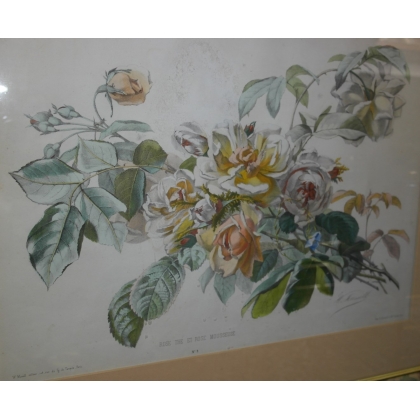 Gravure "Rose thé et Rose mousseuse"  sur Moinat SA  - Antiquités décoration -  Gravures, Lithos
