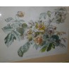 Gravure "Rose thé et Rose mousseuse"  sur Moinat SA  - Antiquités décoration -  Gravures, Lithos