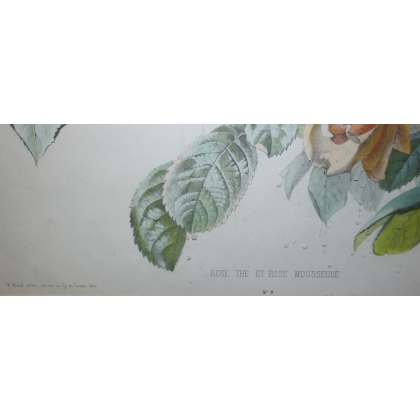 Gravure "Rose thé et Rose mousseuse"  sur Moinat SA  - Antiquités décoration -  Gravures, Lithos