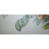 Gravure "Rose thé et Rose mousseuse"  sur Moinat SA  - Antiquités décoration -  Gravures, Lithos