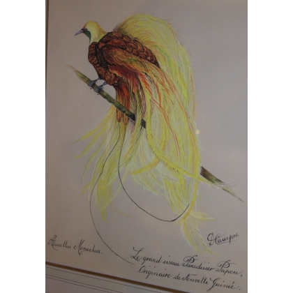  Dessin "Oiseau du Paradis" signé D sur  Moinat SA  - Antiquités décoration