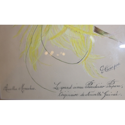  Dessin "Oiseau du Paradis" signé D sur  Moinat SA  - Antiquités décoration