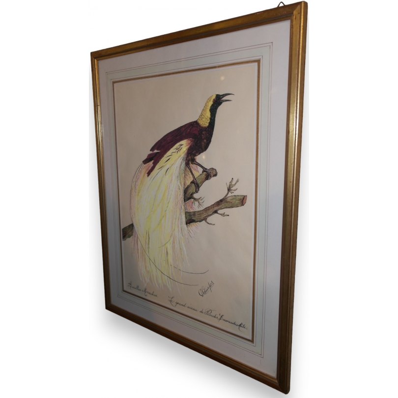  Dessin "Oiseau du Paradis" signé D sur  Moinat SA  - Antiquités décoration