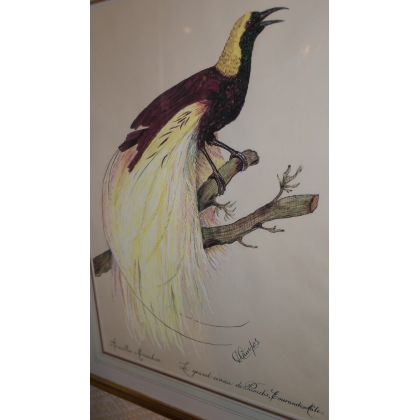  Dessin "Oiseau du Paradis" signé D sur  Moinat SA  - Antiquités décoration