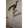  Dessin "Oiseau du Paradis" signé D sur  Moinat SA  - Antiquités décoration