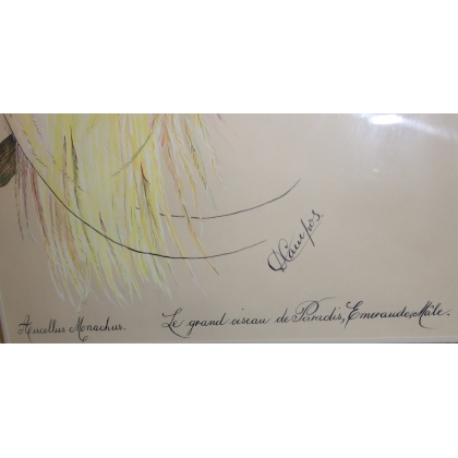  Dessin "Oiseau du Paradis" signé D sur  Moinat SA  - Antiquités décoration