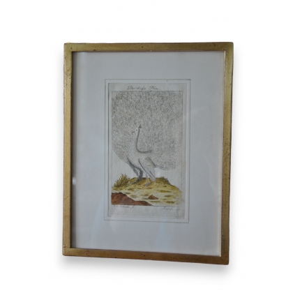 Gravure oiseaux "Der Weisse Pfau" par  sur Moinat SA  - Antiquités décoration -  Gravures, Lithos
