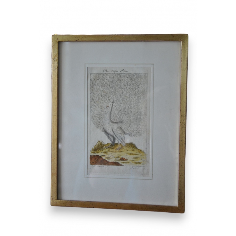 Gravure oiseaux "Der Weisse Pfau" par  sur Moinat SA  - Antiquités décoration -  Gravures, Lithos