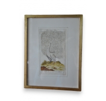 Gravure oiseaux "Der Weisse Pfau" par